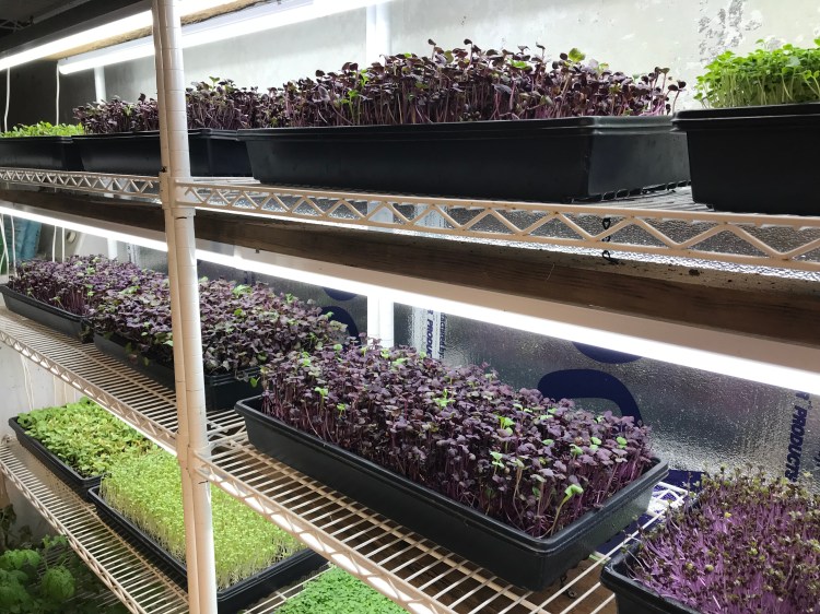 Trays of micro-greens